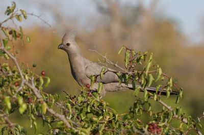 Bird perching on a tree