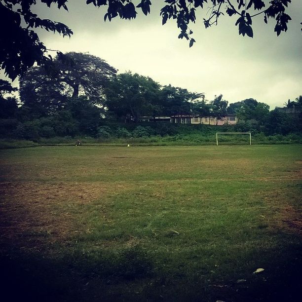 tree, grass, tranquility, sky, tranquil scene, field, growth, green color, landscape, grassy, nature, scenics, beauty in nature, park - man made space, branch, outdoors, idyllic, no people, built structure, lawn