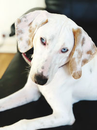 Close-up portrait of white dog with blue eyes