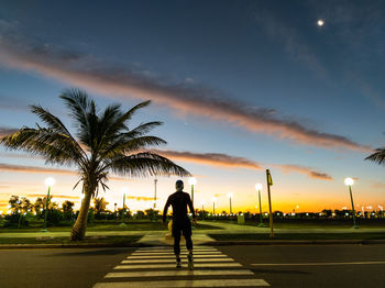 palm tree