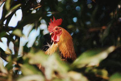 Close-up of rooster