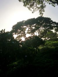 Scenic view of trees against sky