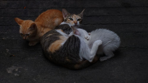 High angle view of cats resting