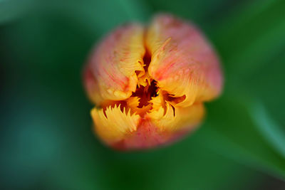 Close-up of honey bee on flower