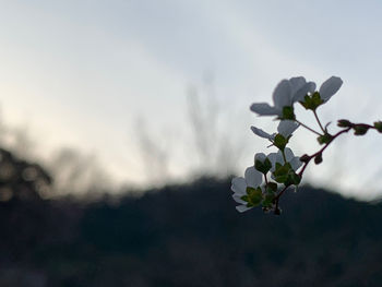 Close-up of white flowering plant against sky