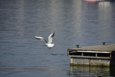 Seagulls flying over lake
