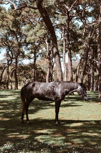 Side view of horse standing on field