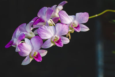 Close-up of purple flowers