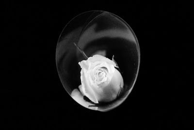 Close-up of rose against black background