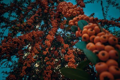 Low angle view of fruits on tree