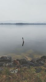 Bird flying over calm lake