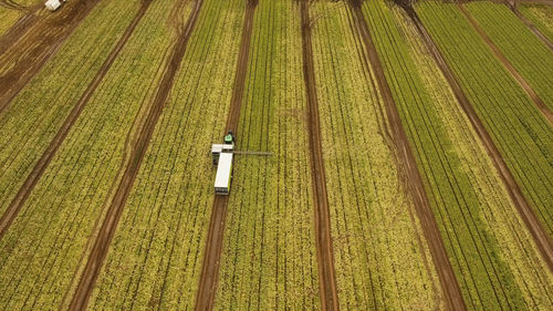 Aerial view rows of green salad grown in agricultural field. lettuce field. 
