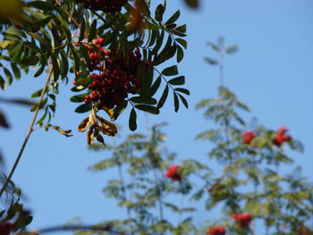 Low angle view of berries on tree