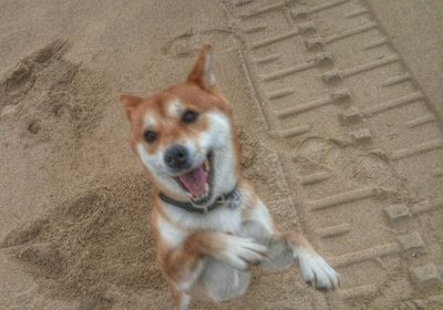 dog
