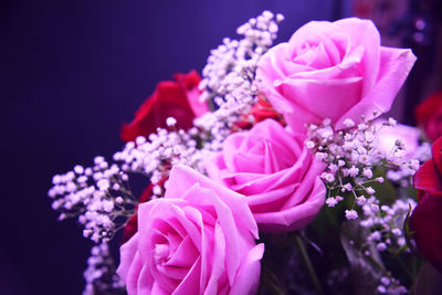 Close-up of pink rose