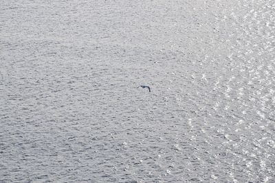 High angle view of bird swimming in water