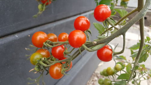 Organic cherry tomatoes plant growing in the community garden or home based vegetable farm. 