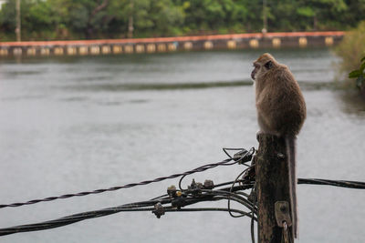 Close-up of bird perching on cable against water