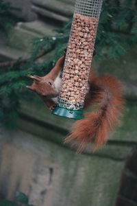 Eurasian red squirrel on bird feeder