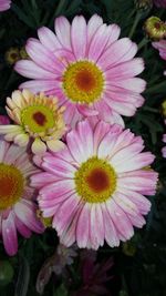 Close-up of pink daisy flowers