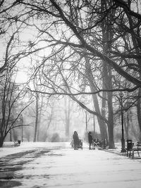 Bare trees against sky