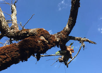 Low angle view of bird perching on tree against sky