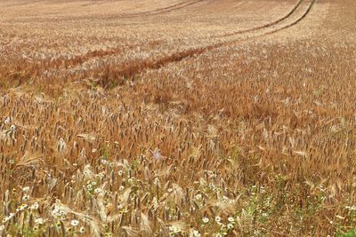 Beautiful and detailed close up view on crop and wheat field textures in northern europe