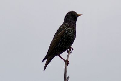 Close-up of bird perching on a plant