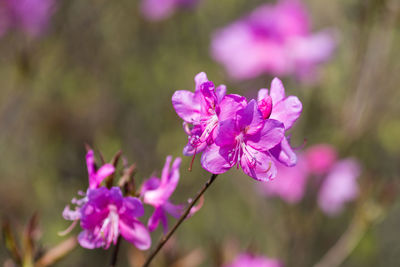 Close-up of pink flowers