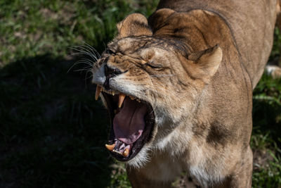 Close-up of cat yawning