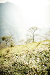 Scenic view of grassy field against sky