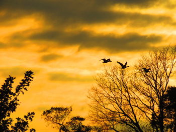 Low angle view of silhouette birds flying against sunset sky