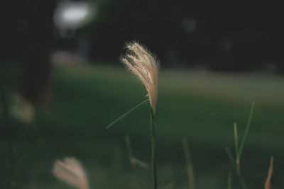 Close-up of dandelion flower on field