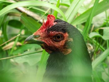 Close-up of a parrot