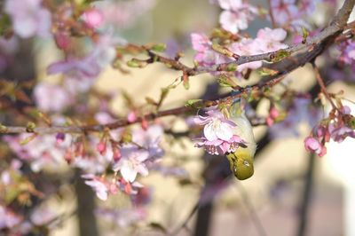 Close-up of pink flowers on branch