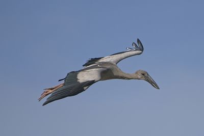 animal