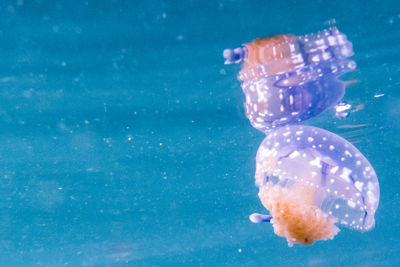 Jellyfish swimming in sea