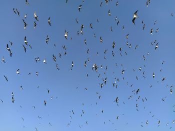 Low angle view of birds flying in the sky
