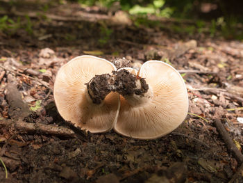 Close-up of mushroom growing on field