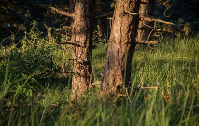Trees in forest