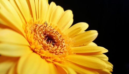 Close-up of yellow flower against black background