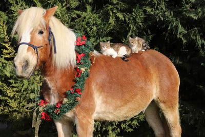 Horses in a field