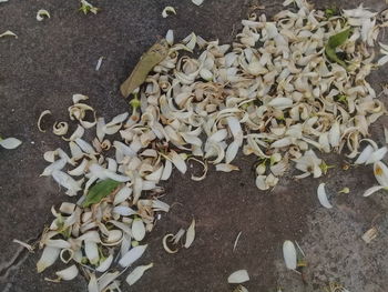 High angle view of leaves