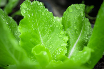 Close-up of wet leaves