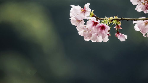 Close-up of pink cherry blossom