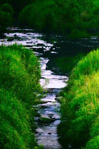 River amidst trees in forest