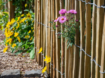 Summer time in a german garden