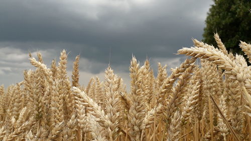 Close-up of wheat growing on field against sky