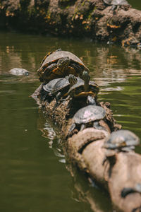 Close-up of tortoise in lake