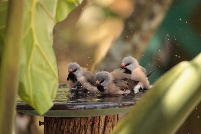Shaft tail finch birds poephila acuticauda in a bird bath bathing their wings and splashing 